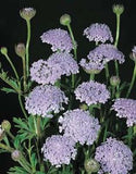 Didiscus Caeruleus Lacy Lavender Blue Nice Garden Flower 200 Seeds Garden Plants