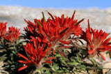 50 Red INDIAN PAINTBRUSH Castilleja Indivisa Flower Seeds Flowering Plants