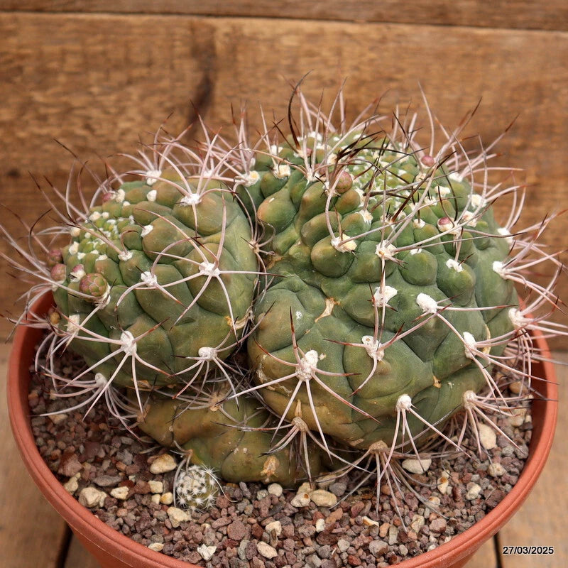 Green spiny cactus in terracotta pot with clustered round stems and white needle-like spines