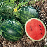 50+ Mini Love Watermelon Seeds for Garden Planting - USA - FREE SHIPPING! Garden Plants