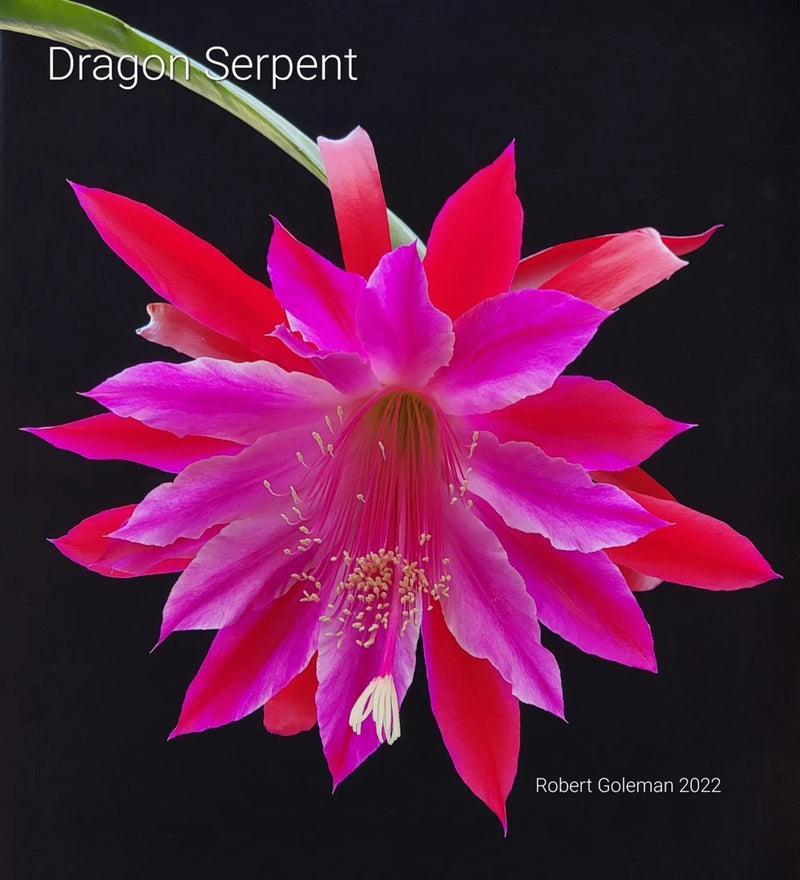 Epiphyllum orchid cactus flower with magenta-pink petals and long yellow stamens