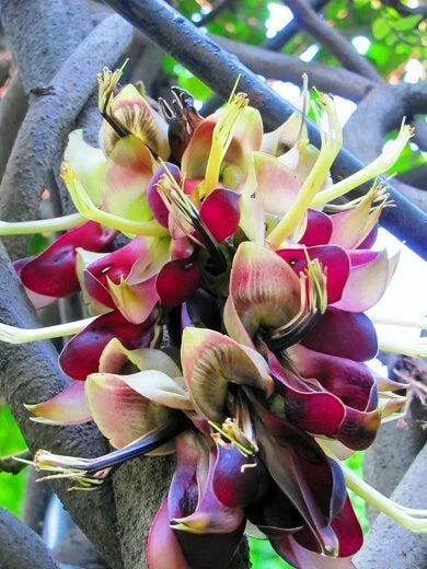 Mucuna Macrocarpa, Rare Rusty Leaf Muunai Vine Seed, Long Fruited USA Flowering Plants