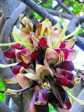 Mucuna Macrocarpa, Rare Rusty Leaf Muunai Vine Seed, Long Fruited USA Flowering Plants