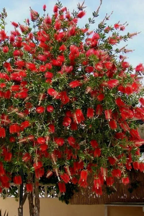 Red Cluster Bottlebrush Callistemon Citrinus--Small Rooted STARTER Plant Garden Plants