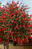 Red Cluster Bottlebrush Callistemon Citrinus--Small Rooted STARTER Plant Garden Plants
