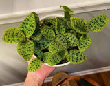 Macodes Petola Plant Orchids