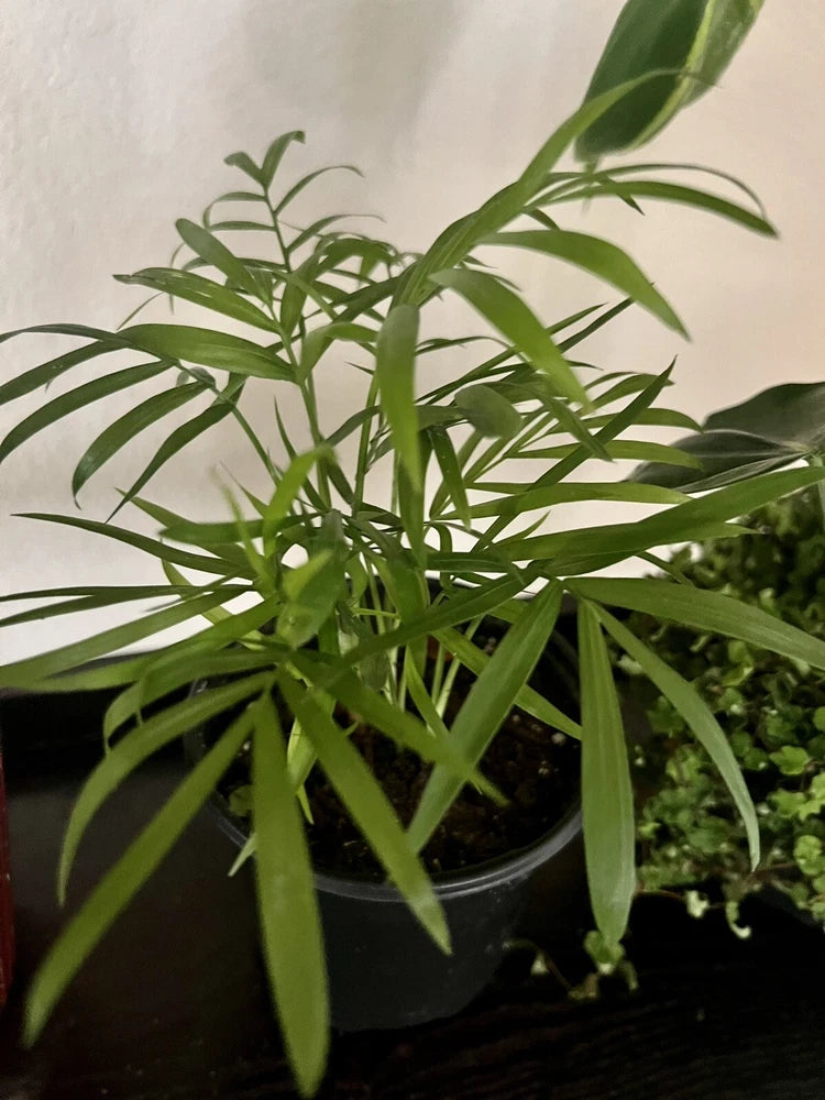 Areca palm plant in dark pot with green fronds