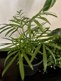 Areca Palm Plant In Pot Medium Size Orchids