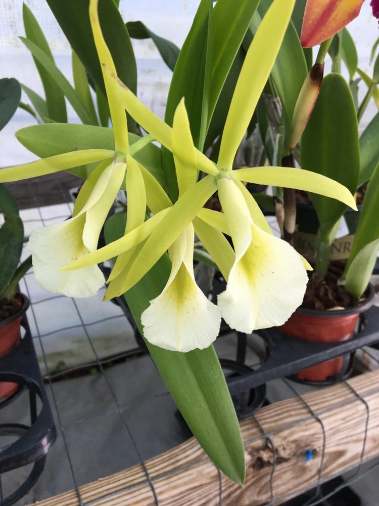 (320-6) Procatavola Key Lime  Stars     FS Orchids