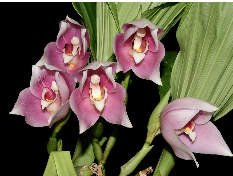 Pink and white orchid flowers with yellow centers and green leaves