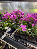 Bougainvillea - 'Royal Purple' Flowering Plants