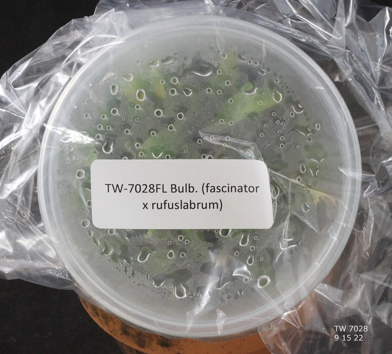 FLASK bulb for propagation, in labeled clear bag