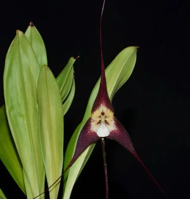 Orchid flower with maroon petals, white center, and green leaves