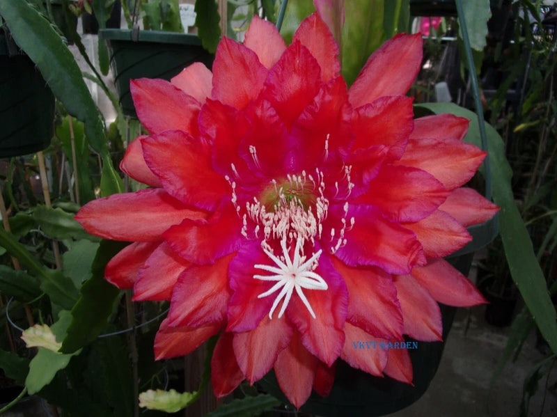 Red epiphyllum cactus flower with pink center and long white stamens
