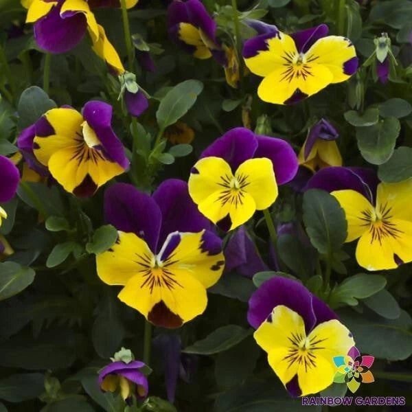 200+ Freefall Purple Wing Pansy (Viola) Seeds for Garden - USA - FREE SHIPPING! Garden Plants