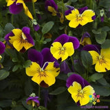 200+ Freefall Purple Wing Pansy (Viola) Seeds for Garden - USA - FREE SHIPPING! Garden Plants