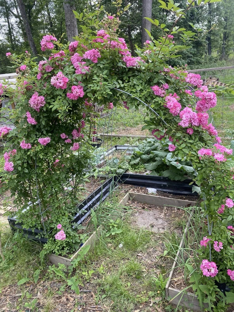 Pink rose cuttings in a garden bed, blooming clusters on leafy stems