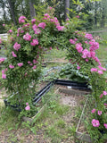 Peggy Martin Rose Cutting- Pink- (10) 10 Inch Cuttings Roses