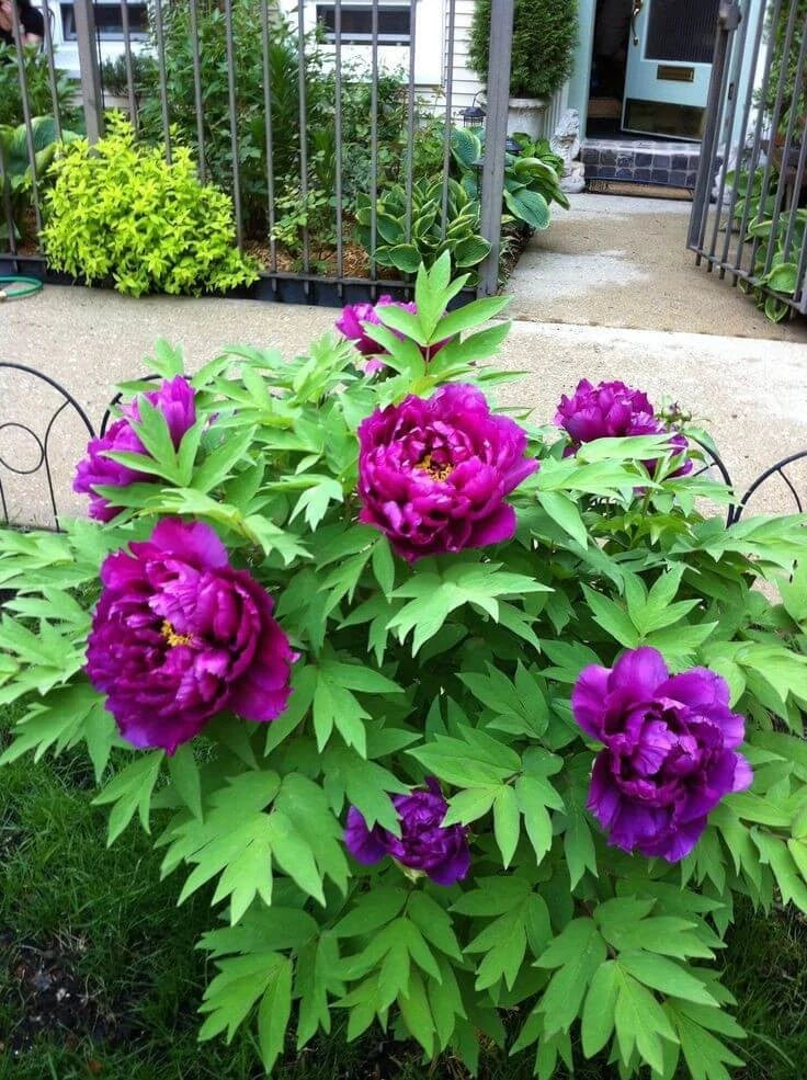 Purple peony flower bulbs with deep purple blooms and green foliage, pack of 1