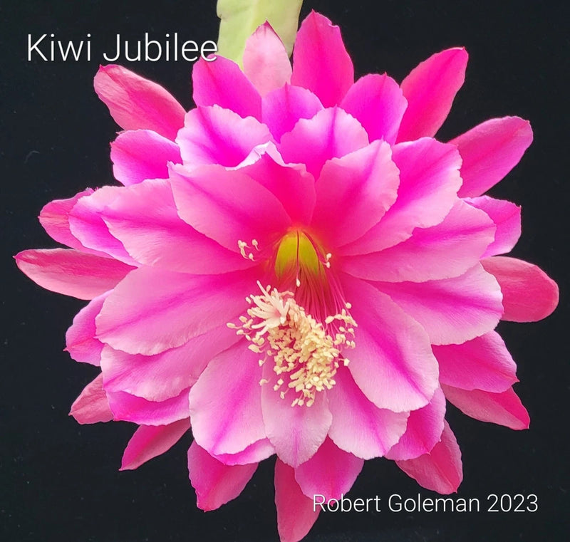 Pink epiphyllum orchid cactus flower with layered petals and yellow center
