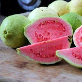 50+ Taiwan Pink Guava Seeds for Garden Planting - USA - FREE SHIPPING! Garden Plants