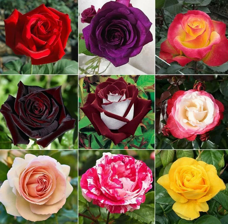 298+ Rose Seeds for Planting Outdoor & Indoor Garden, Perennial Heirloom Open Po Garden Plants