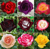 298+ Rose Seeds for Planting Outdoor & Indoor Garden, Perennial Heirloom Open Po Garden Plants