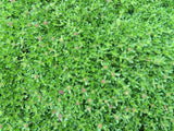 5,000 CREEPING ELFIN THYME SEEDS FOR GRASS REPLACEMENT, ROCK GARDENS, ETC. Garden Plants