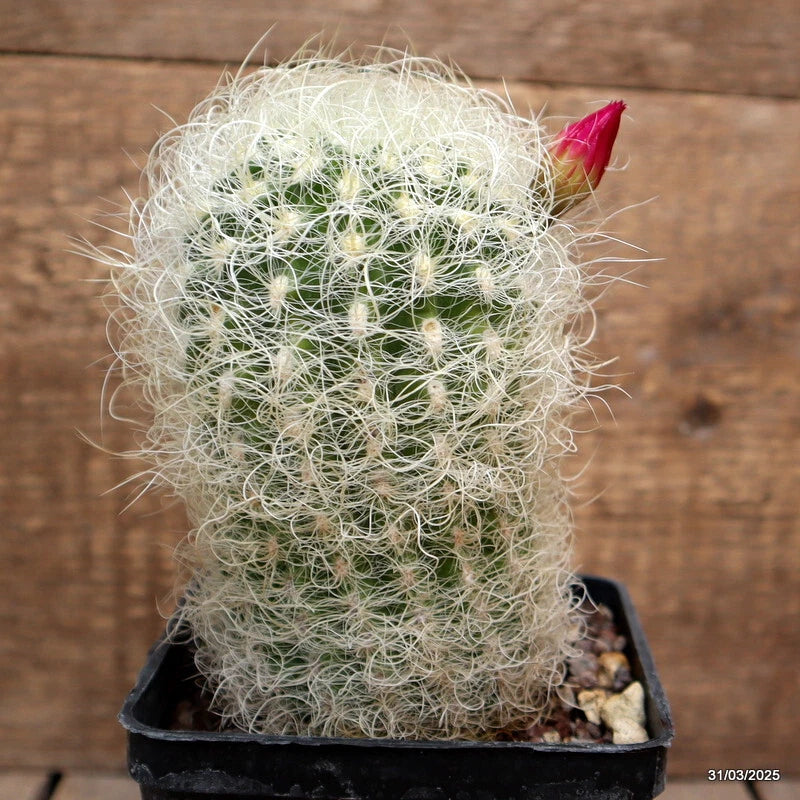 Fuzzy green cactus plant in small black pot