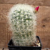 A5658 NEOPORTERIA NIDUS SENILIS pot10-H14-W8 cm MaMa Cactus Green Plant