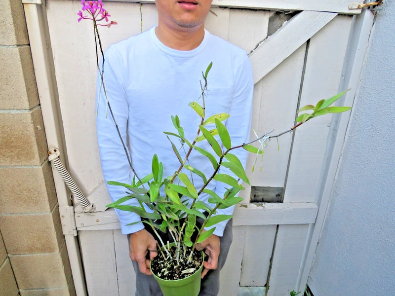 Orchid plant in black pot with purple blooms, green stems, and leaves