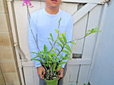 Epidendrum Orchid Orchids