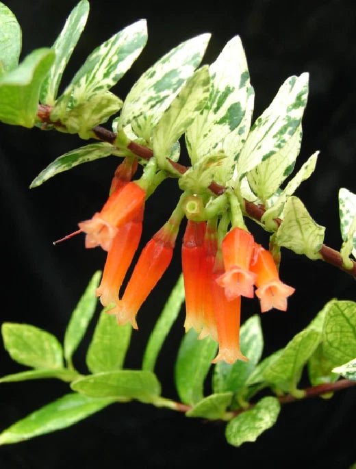 Macleania insignis 'Pied Beauty' 3-Year-Old Seedling - Rare Blueberry Relative Orchids
