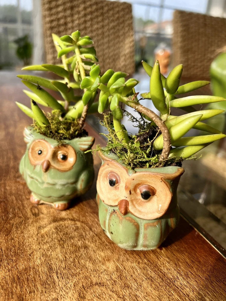Two owl-shaped green pots with small green succulent plants