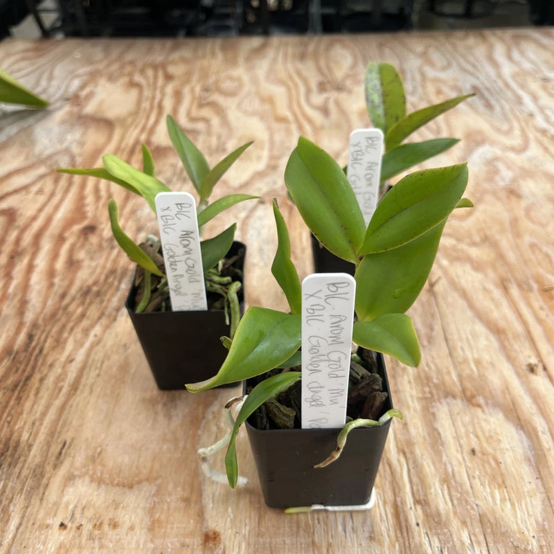 Green Cattleya orchid plants in two small black square pots