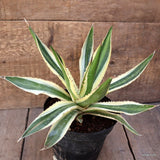 D2127 AGAVE LOPHANTHA TRICOLOR pot14-H20-W26 cm MaMa Cactus Green Plant