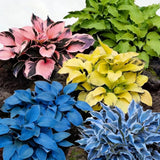 300+ Hosta Seeds for Planting, Mixed Color Exotic Perennial Hosta Seed, Attract Garden Plants