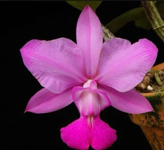 Fragrant orchid bloom with pink-purple petals and a small magenta center lip