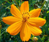 COSMOS SULPHUR LADYBIRD GOLD DWARF Cosmos Sulphureus - 1,000 Bulk Seeds Garden Plants