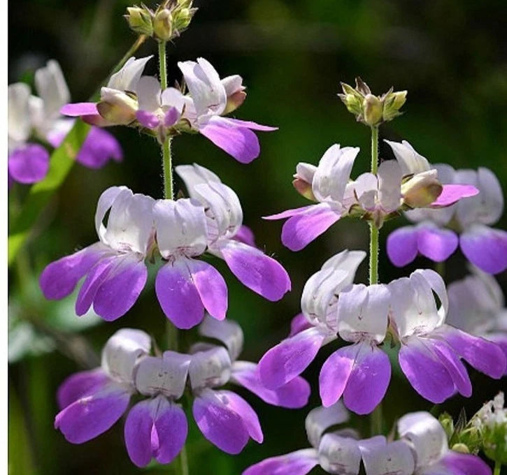 CHINESE HOUSES FLOWER SEEDS 2000+ annual PURPLE wildflower GARDEN FREE SHIPPING Garden Plants