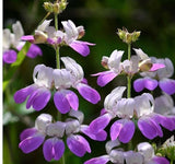 CHINESE HOUSES FLOWER SEEDS 2000+ annual PURPLE wildflower GARDEN FREE SHIPPING Garden Plants