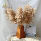 Pampas Grass Dried Decor Natural Home Boho Bouquet Decor, PCS for Stems White Pampas Grass