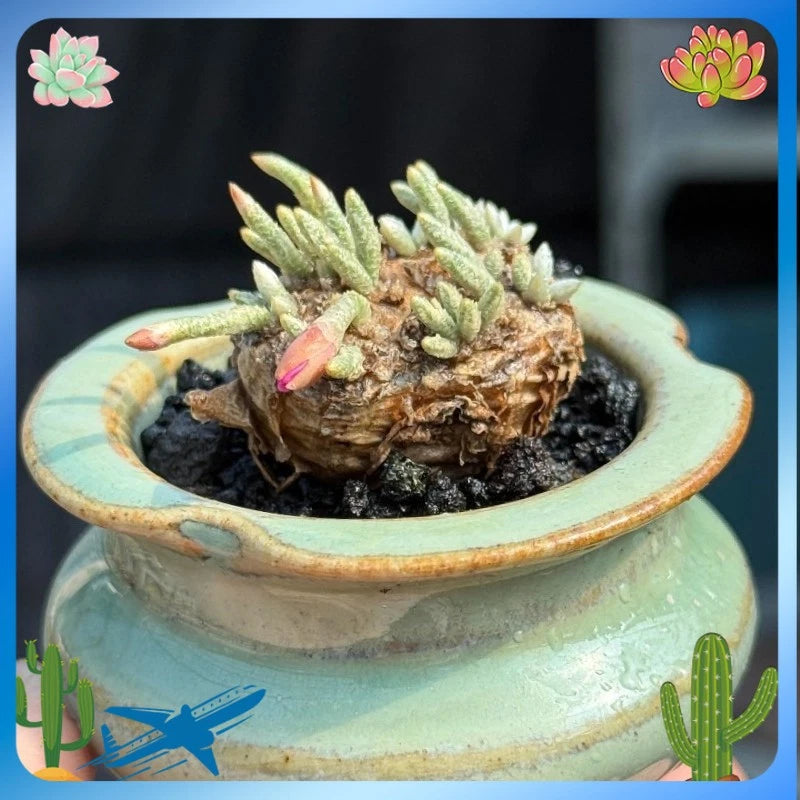 2-2.5cm Succulent Plant Avonia Quinaria_Red Flower_Anacampseros Home Garden Garden Plants