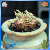 2-2.5cm Succulent Plant Avonia Quinaria_Red Flower_Anacampseros Home Garden Garden Plants