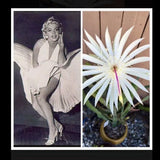 EPIPHYLLUM, ORCHID CACTUS ÒMARILYN MONROEÓ 3 FRESH CUTTINGS 6 to 8 inches Orchids