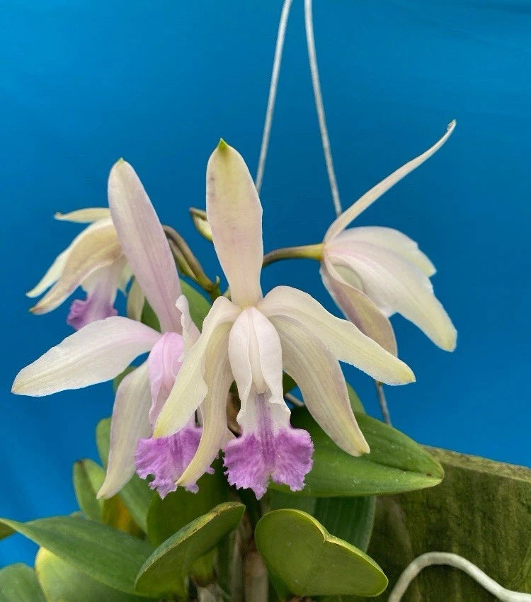 Blue and white orchid flowers with green leaves and purple center