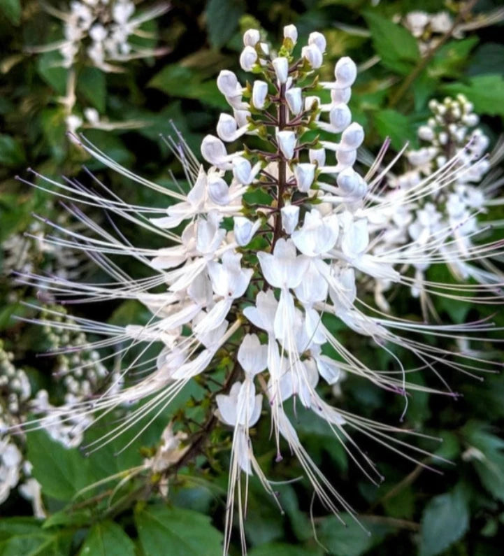White cat whiskers live plant with clustered white bottlebrush blooms and long slender stamens