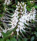 Set 2 White Cat Whiskers Live Plants - 4-6" Tall - Landscaping and Pollinator Garden Plants