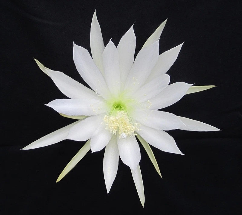 White orchid cactus (Epiphyllum) single bloom with pale green center
