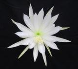 Epiphyllum, Orchid Cactus, STAR OF THE EAST , Don's Quart pots MAR/3 Orchids